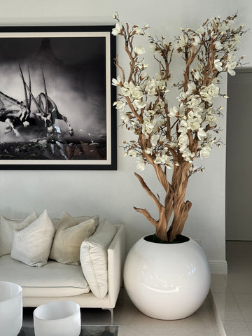 Magnolia blanc dans un pot globe blanc brillant de 76 cm 1